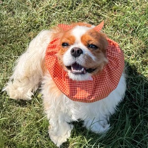 Könnte beinhalten: Ein Cavalier King Charles Spaniel mit weiß-braunem Fell trägt eine Halskrause aus orange-weißem Vichy-Stoff. Der Kragen ist mit zwei kleinen, spitzen Stoffohren an der Oberseite versehen, was für ein verspieltes Aussehen sorgt.