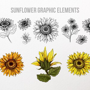 Puede incluir: Elementos gr&aacute;ficos de girasoles en arte lineal en blanco y negro y a color. La imagen incluye varias ilustraciones de girasoles, incluyendo dibujos detallados y representaciones al estilo acuarela. El texto "SUNFLOWER GRAPHIC ELEMENTS" est&aacute; en la parte superior.