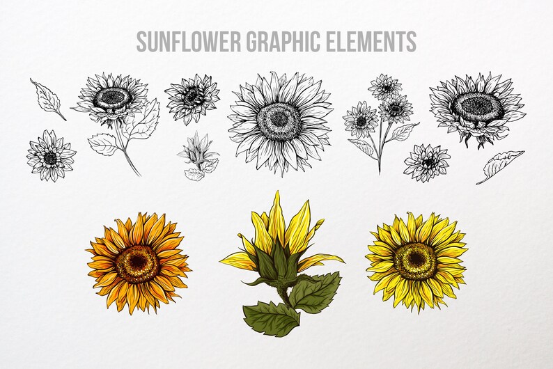 Puede incluir: Elementos gr&aacute;ficos de girasoles en arte lineal en blanco y negro y a color. La imagen incluye varias ilustraciones de girasoles, incluyendo dibujos detallados y representaciones al estilo acuarela. El texto "SUNFLOWER GRAPHIC ELEMENTS" est&aacute; en la parte superior.