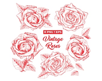 Red Roses PNG Hand Drawn Vintage Sketch Clipart, Vector Logo Design Elements, INSTANT Download