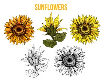 Vintage Sunflower PNG Clipart: Autumn Thanksgiving SVG Flower, Printable Sublimation (Digital Download)