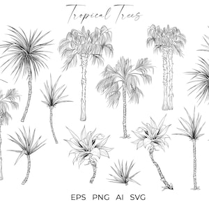 Palm Tree SVG Tropical Plants Vector Bundle. Sago palm leaves Sublimation PNG files. Line art drawing, botanical clipart. Digital download