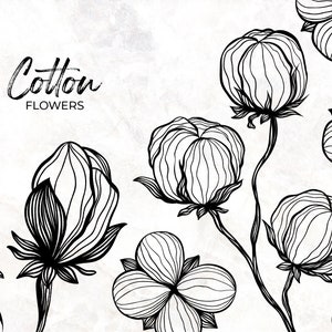Pode incluir: Desenho de linha preto e branco de flores de algod&atilde;o. A imagem inclui o texto "Cotton Flowers".