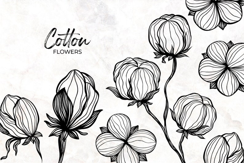 Pode incluir: Desenho de linha preto e branco de flores de algod&atilde;o. A imagem inclui o texto "Cotton Flowers".