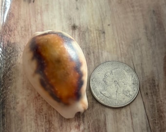 Chestnut cowrie shell Baja pacific California (Neobernaya spadicea, formerly Cypraea spadicea)