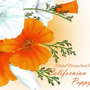 Californian poppy clipart, Watercolor flower clipart, Poppies illustration, Orange poppy clipart, Floral clipart, wedding flowers, handdrawn