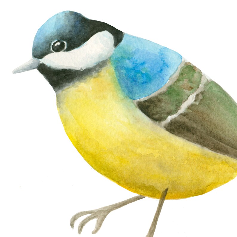 Goldfinch illustration Robin bird clipart Bird clipart Watercolor birds clip art Cardinal clipart Hand painted birds illustration
