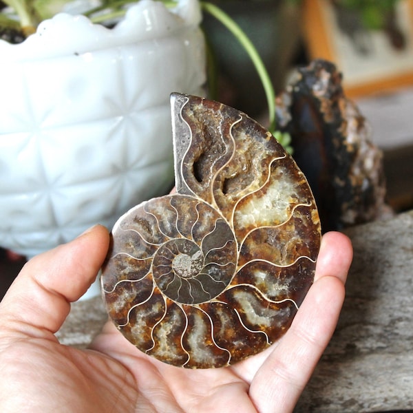3.75" Crystalized Ammonite Fossil, Fossilized Shell, Natural Ammonite Specimen, Wiccan Altar Supplies, Raw Shell Fossil, Quartz Crystals