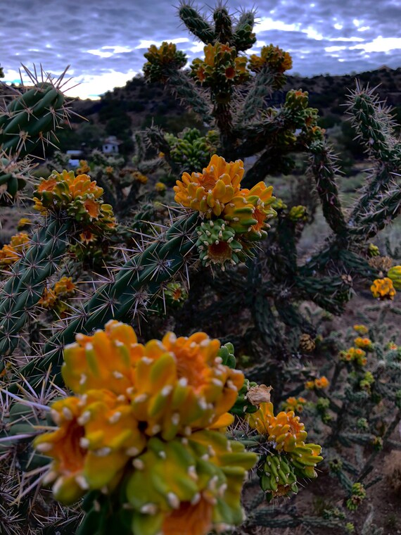 Change Color Photography Choya Cactus during a Desert Etsy