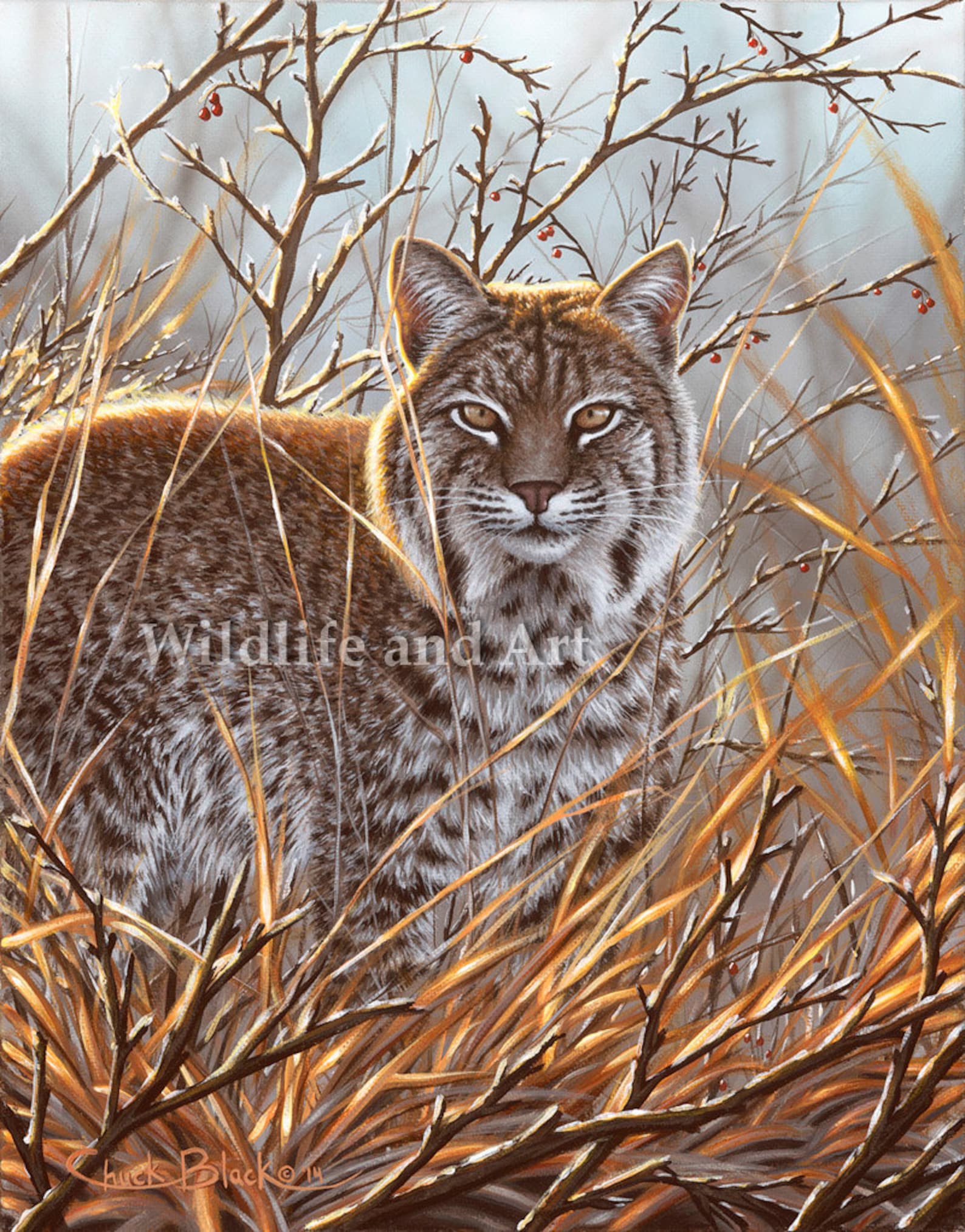 Bobcat Limited Edition Art Print always Watching | Etsy