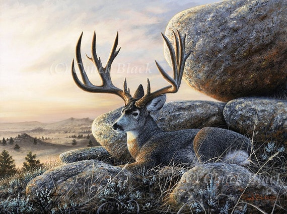 Mule Deer Buck Limited Edition Art Print the Lawmaker Painting by
