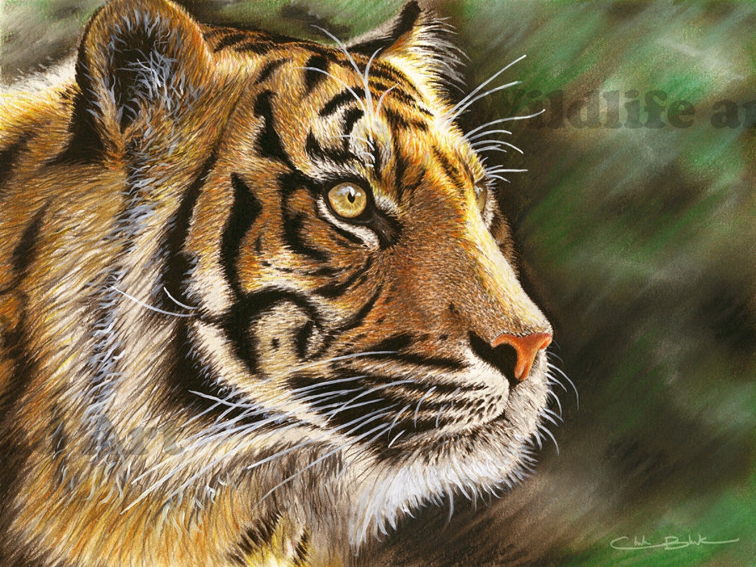 Tiger Limited Edition Art Print into the Jungle