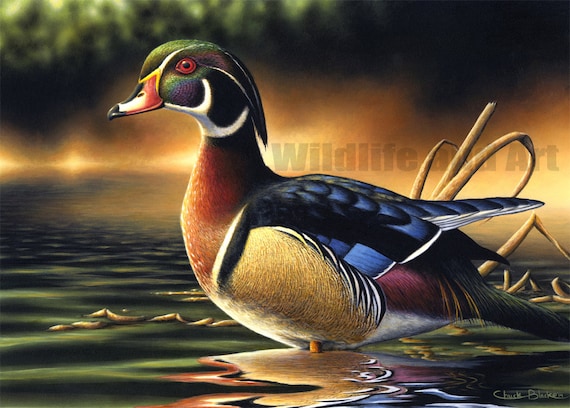 Wood Duck Limited Edition Art Print backwoods - Etsy