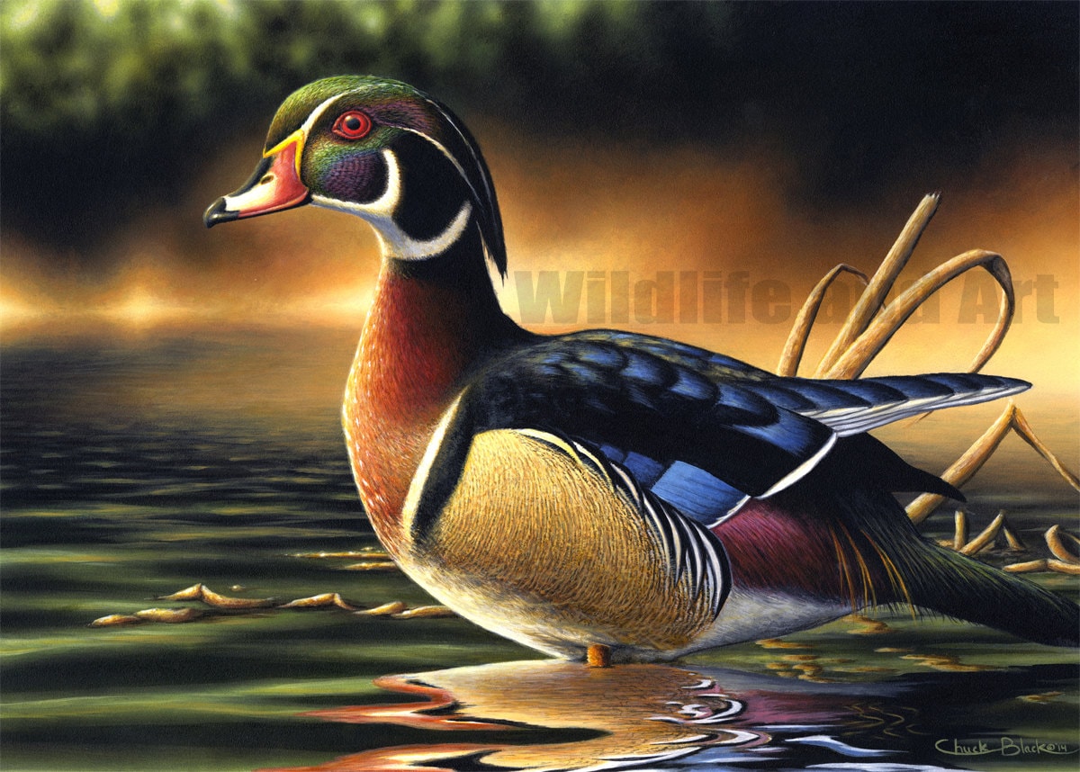 Wood Duck Limited Edition Art Print backwoods Marsh by Chuck Black Etsy