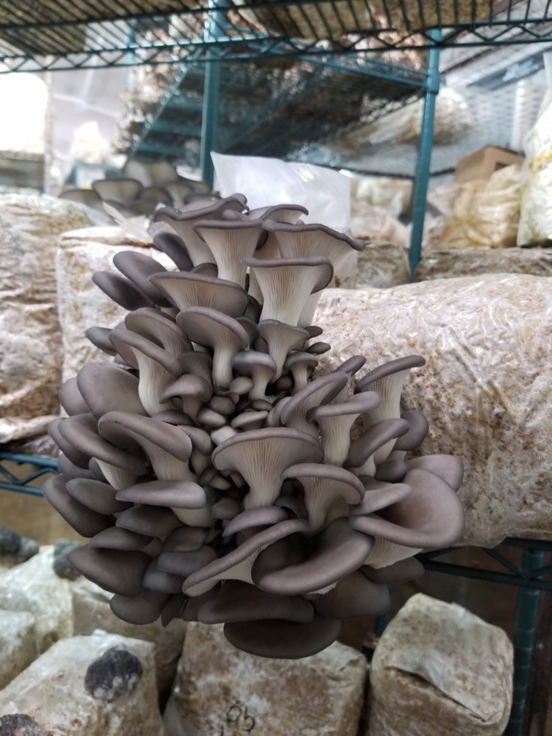 Oyster Mushroom Cultivation Kit Indoor Oyster Mushroom Etsy