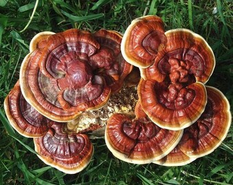 Reishi Grow Kit, Indoor Ganoderma Cultivation, Lingzhi Mushroom Supply, Reishi Mushroom DIY Grow your own Ganoderma lucidum, permaculture