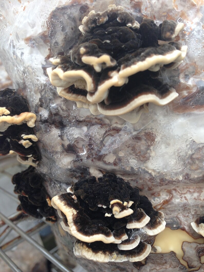 Turkey Tail Mushroom Grow Kit Trametes Versicolor Indoor Etsy