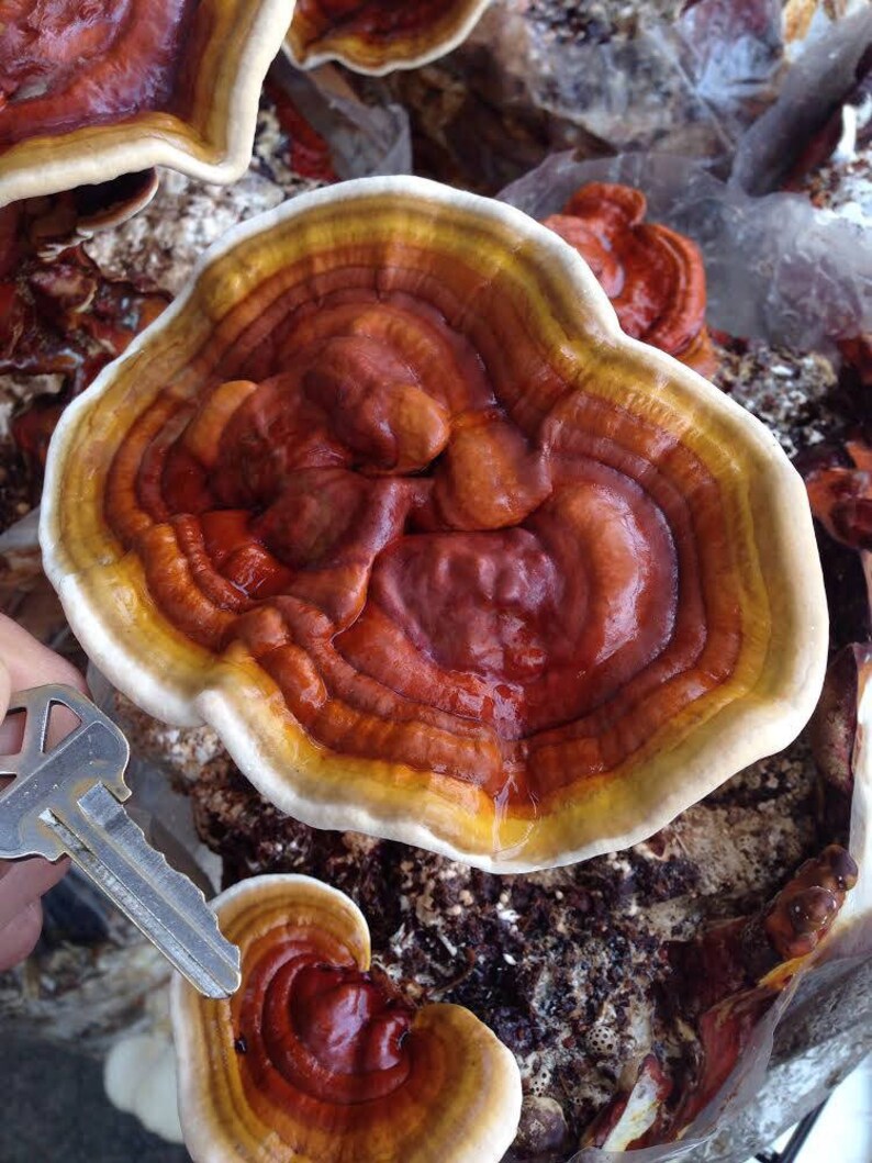 3 Dried Ounces of Pulverized Reishi Mushrooms Ganoderma Etsy