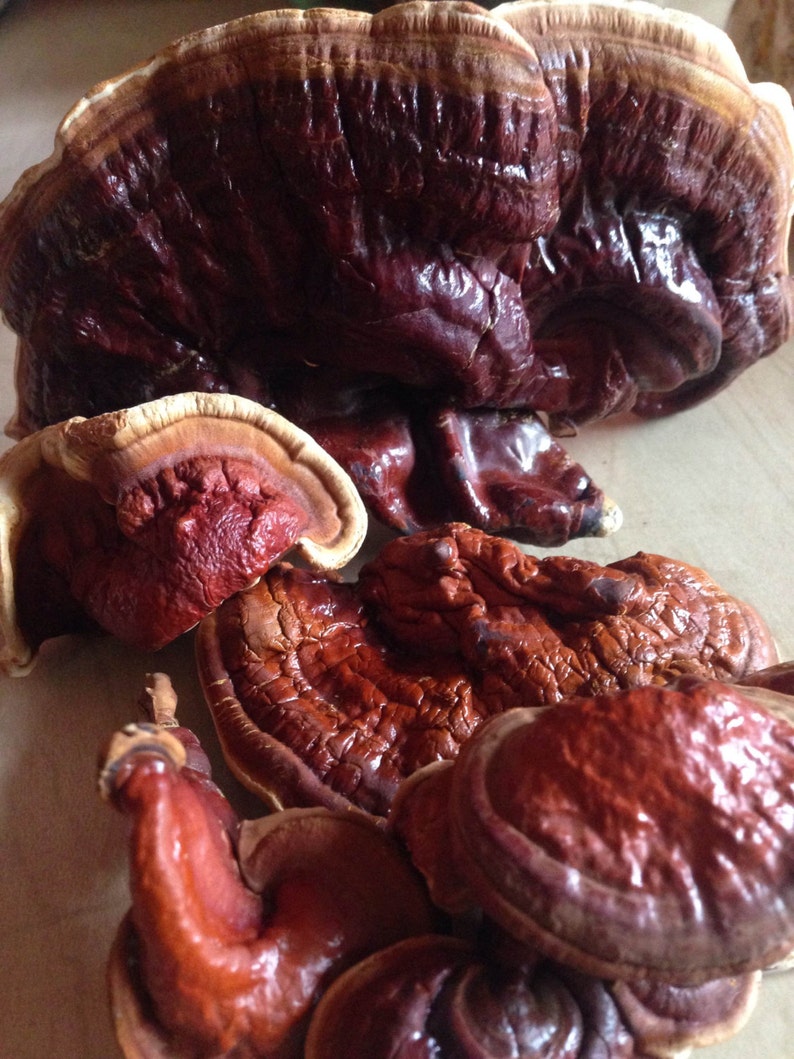 Dried Medicinal Homegrown Reishi Mushrooms Whole Ganoderma Etsy