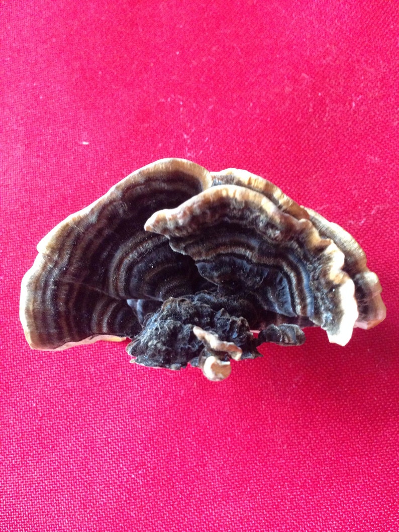 Turkey Tail Mushroom Grow Kit Trametes versicolor Indoor Etsy