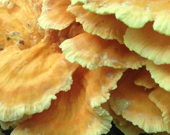 Chicken of the Woods Sawdust Spawn, Laetiporus sulphureaus mushroom culture, Sulphur Shelf Grow Medium, Log Inoculation Sawdust Spawn, Fungi