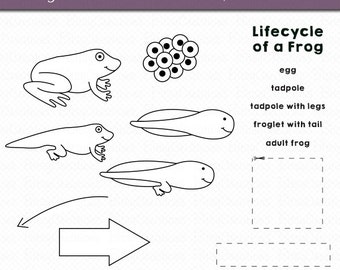 Grenouille Cycle de vie des cliparts contour Digital Art ensemble Clipart Commercial usage Clip Art numérique des timbres des cliparts noir et blanc