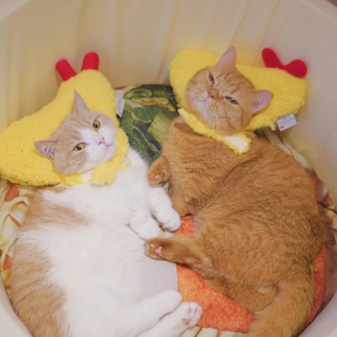 Tempura pet hat /Tempura pet caps/ Shrimp hat /Shrimp caps/ Etsy