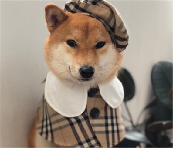 shiba clothes