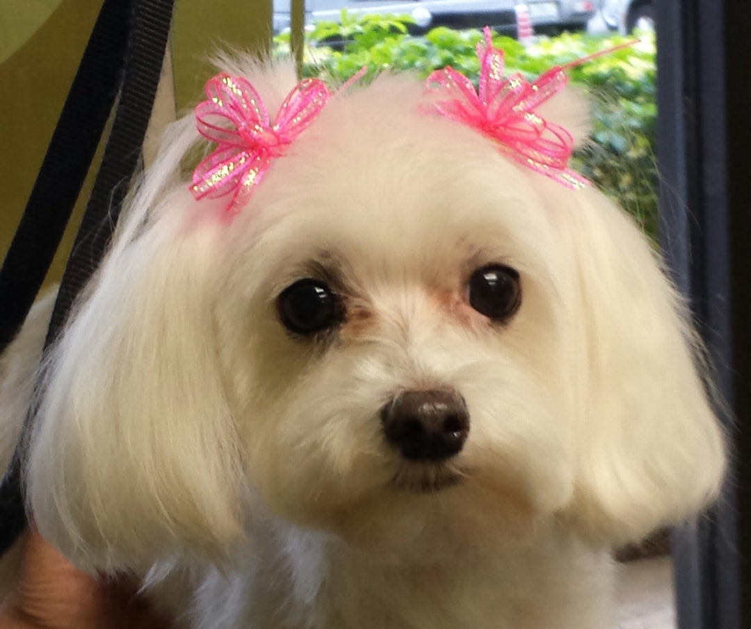 Dog Bow Sparkle Bows for Maltese Shih Tzu Yorkie Set of 10 Etsy