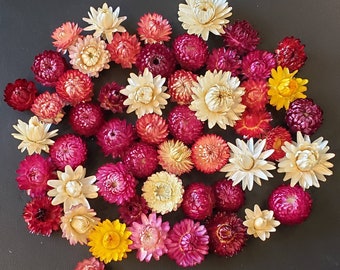 50 Dried Strawflower Heads, pink, cream/off-white, orange,peach, red, yellow, colorful dried flowers. Resin crafts/jewelry, flower crafts