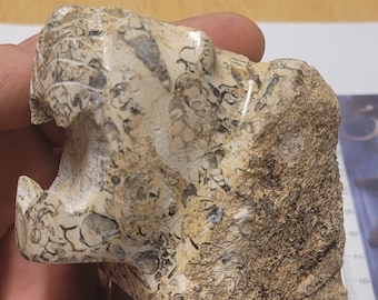 Fossiler Stein Jaguarkopf (#4)