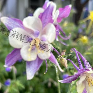 Cartões de felicitações Columbines in the Colorado Wild (pacote com 10)