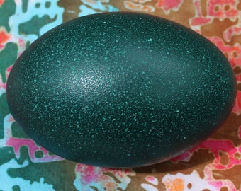 Freshly Cleaned, Vibrant Emu Eggshell - inner membrane removed, ready for display or crafts, dark green