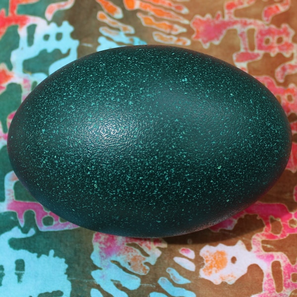 Freshly Cleaned, Vibrant Emu Eggshell - inner membrane removed, ready for display or crafts, dark green