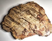 Petrified Wood Serving Platter 14" x 11" (PW93) - Cheese Board, Charcuterie Board, Cutting Board, Indonesian Petrified Wood