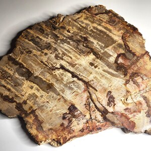 Petrified Wood Tray Large - Etsy