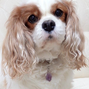 Canine Crystals - Gemstone Collar Charms for Dogs  in Choice of Crystals - Amethyst, White Quartz, Rose Quartz, Fluorite, Agate