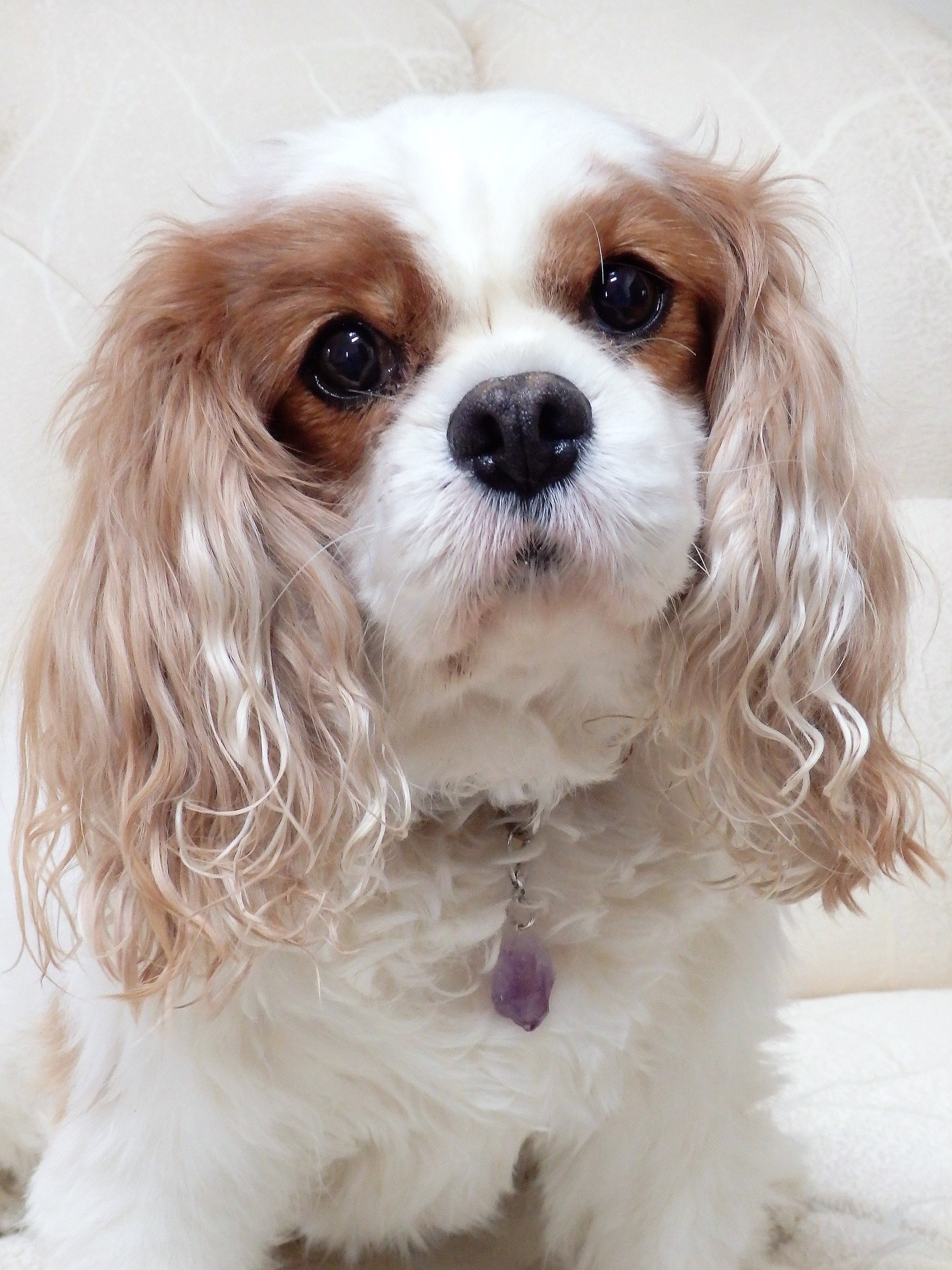Canine Crystals - Gemstone Crystal Collar Charms For Dogs in Choice Of Guardian Angels Or Raw Amethyst, Quartz, Fluorite, Agate