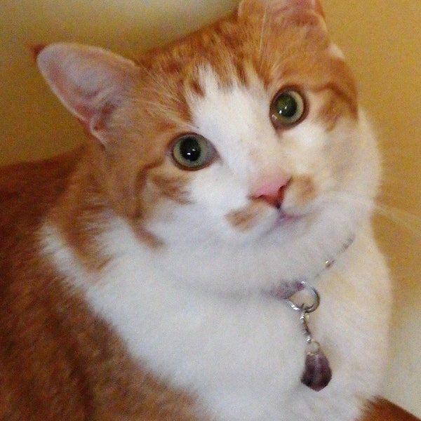 Cat Collar Charm Etsy