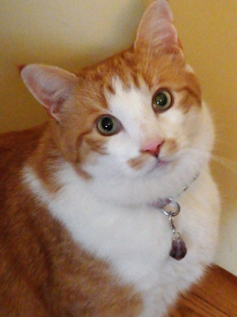 May include: A white and orange tabby cat with green eyes wearing a silver chain with a purple stone charm. The cat is looking at the camera.
