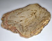 Petrified Wood Serving Platter 14" x 10"  (PW112) -  Cheese Board, Cutting Board, Charcuterie Board, Indonesian Petrified Wood