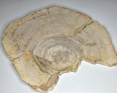 Petrified Wood Serving Platter 14.5" x 12" (PW116) -  Cheese Board, Cutting Board, Charcuterie Board, Indonesian Petrified Wood
