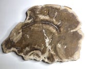 Petrified Wood Serving Platter 12.5&quot; x 11&quot; (PW107) -  Cheese Board, Cutting Board, Charcuterie Board, Indonesian Petrified Wood