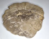 Petrified Wood Serving Platter 11" x 11" (PW110) - Cheese Board, Cutting Board, Charcuterie Board, Indonesian Petrified Wood