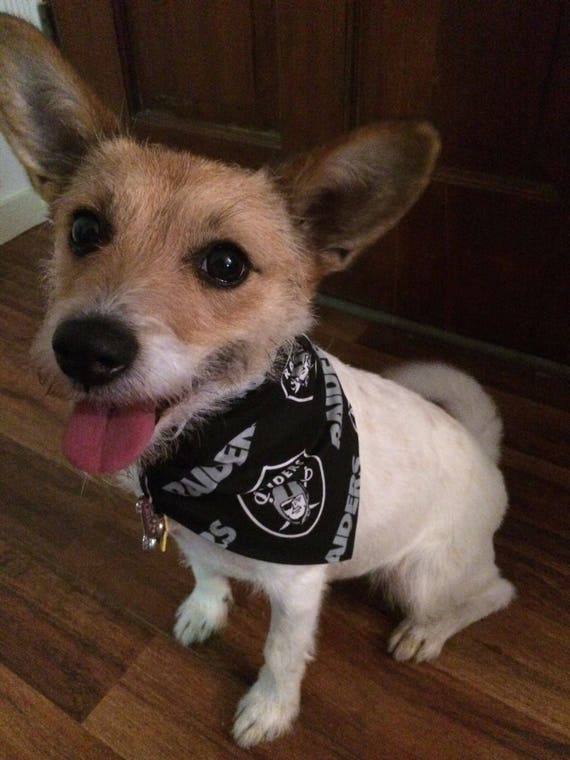 oakland raiders dog jersey