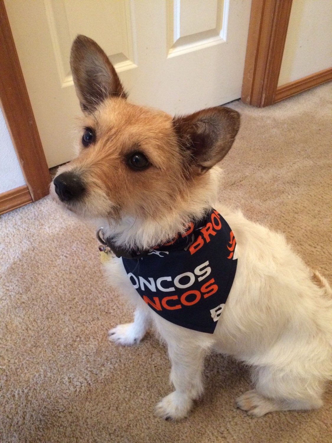 will a muzzle stop a dog from biting