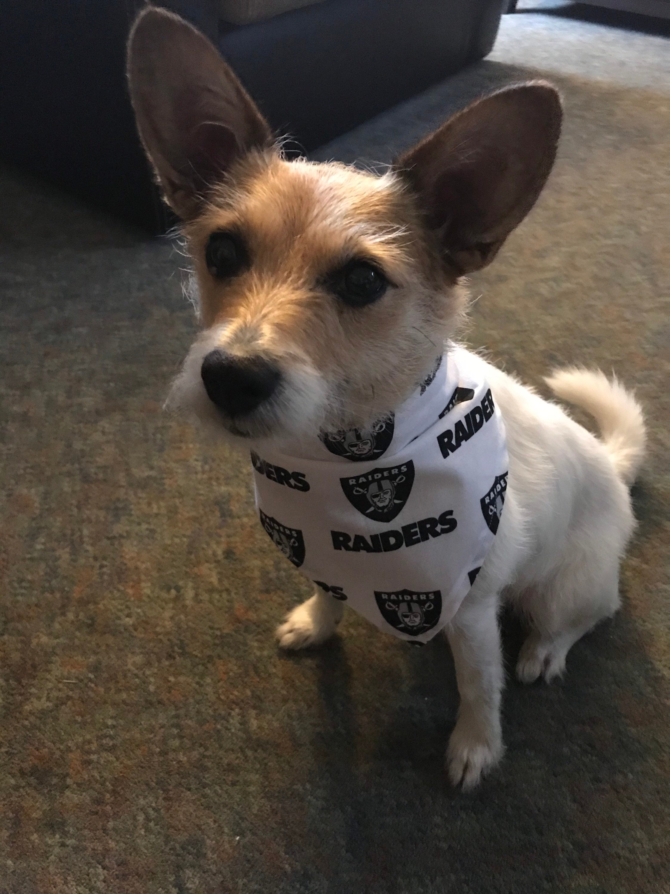 Las Vegas Raiders NFL Dog Bandanas - White