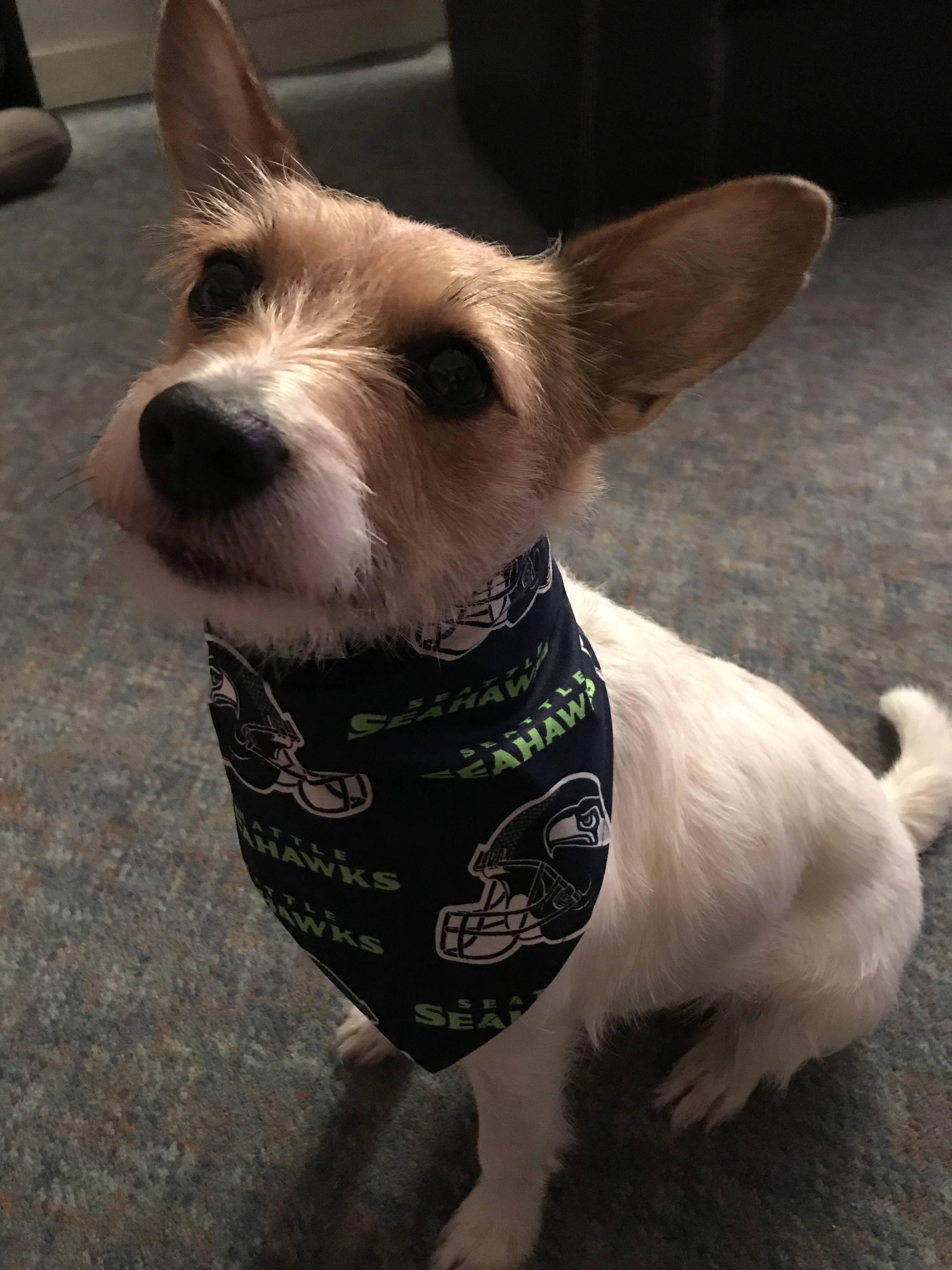 Uva hotsell dog bandana