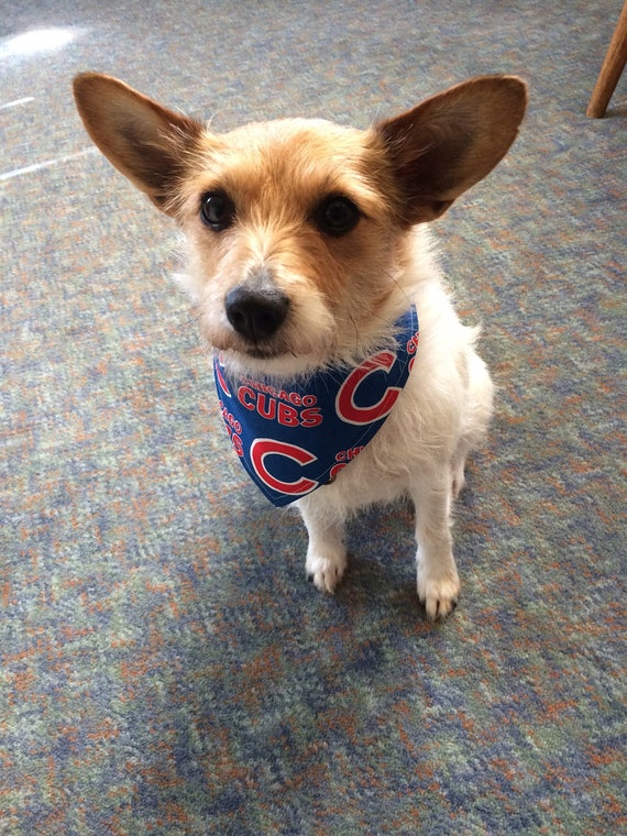 cubs pet bandana