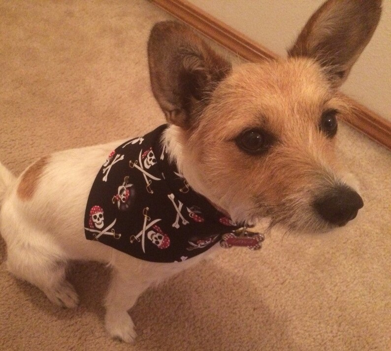 pirate dog bandana